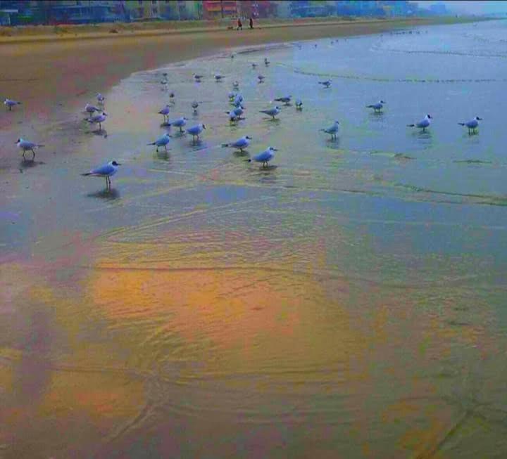 Hotel Gioiella Depandance Bellaria-Igea Marina Esterno foto